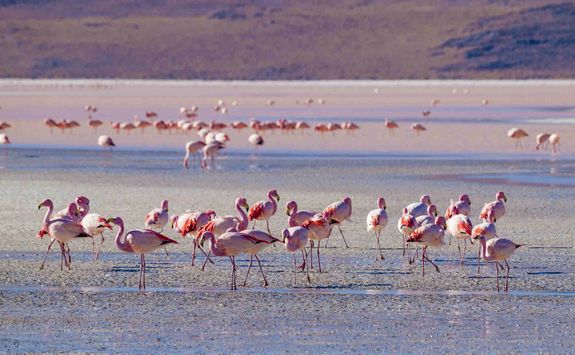 Flamingos on the Salt Flats
