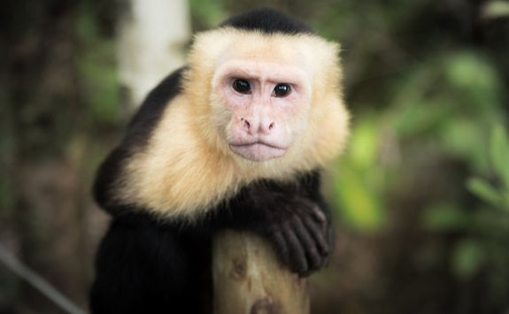 Capuchin monkey