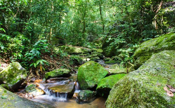 Small stream in the Tijuca forest