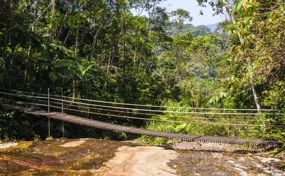 Tijuca forest bridge