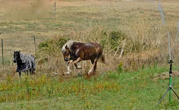 Horses in field