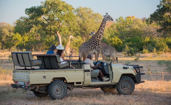 Game drive with giraffe