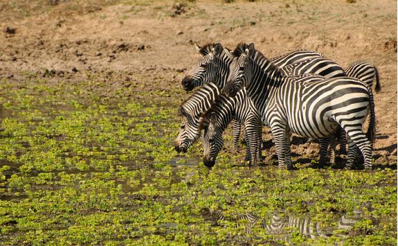 Zebra in the South Luangwa