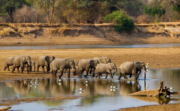 Elephants crossing the river