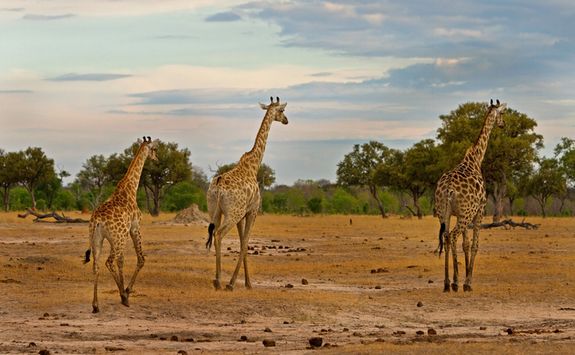 Giraffes in the South Luangwa