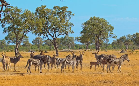Zebra and antelope