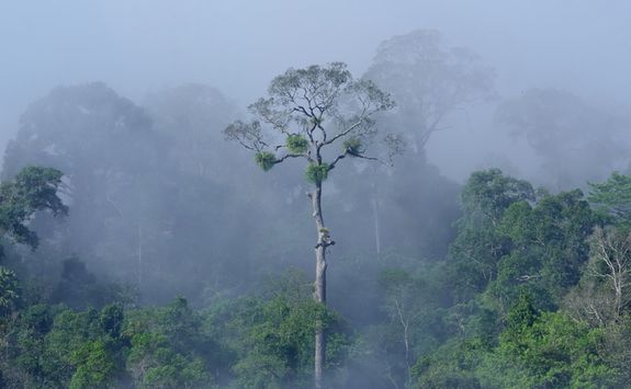 Misty rainforest