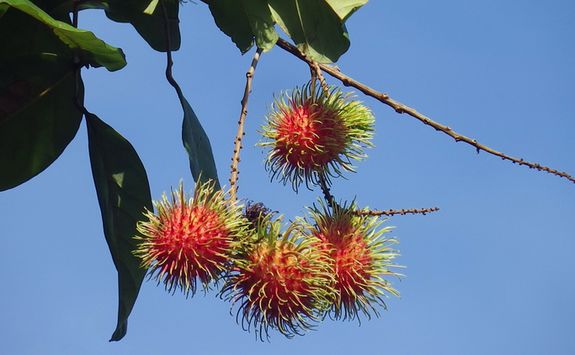 Fruit in the rainforest