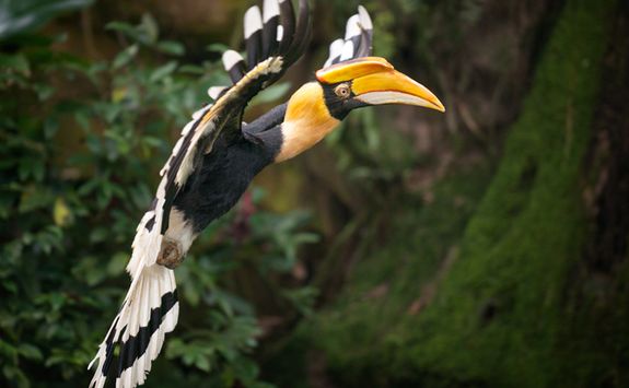 Hornbill