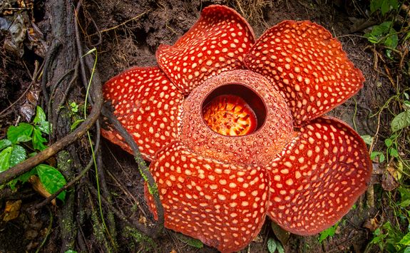 Rafflesia bloom
