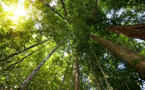 Trees in the rainforest