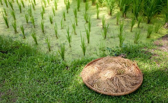 Paddy fields