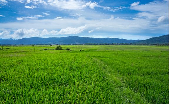 Lush green fields