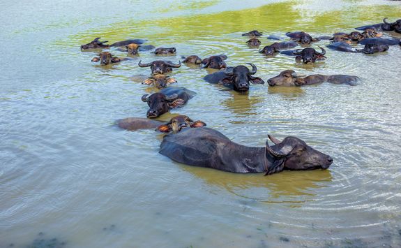 Water buffalos in river