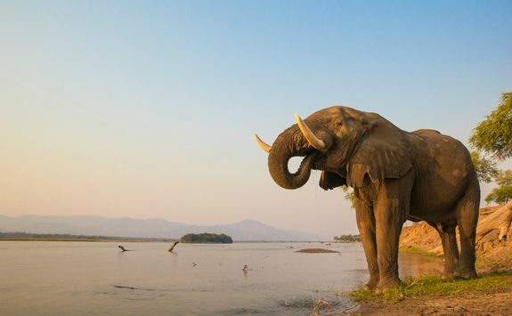 Elephant by a River