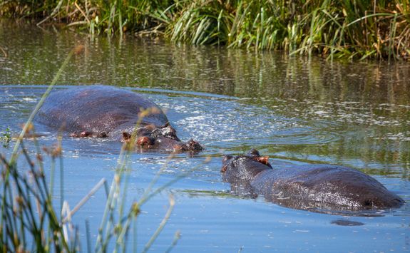 Submerged Hippos