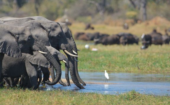 Elephants drinking by the River