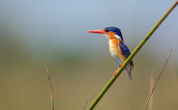 Small Kingfisher
