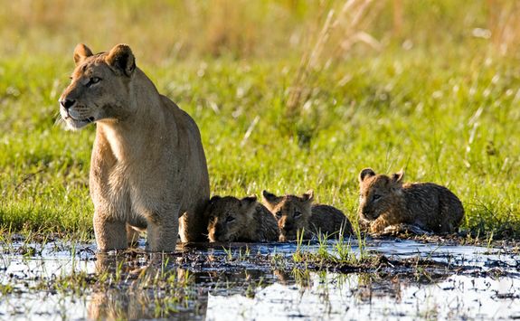 Lioness and Cubs