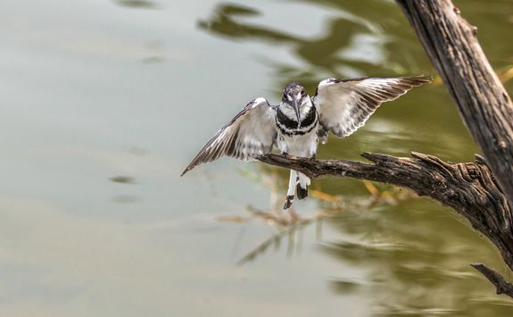 Pied Kingfisher