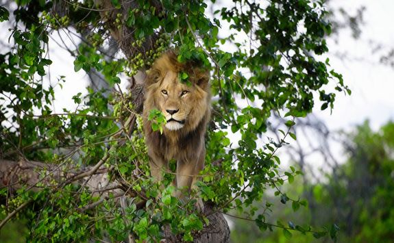 A Lion in a Tree