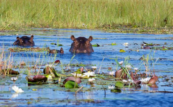 Hippos in Water