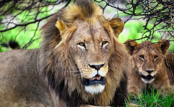 Lion and Lioness