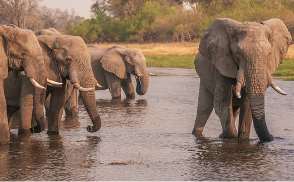 Elephants cooling down