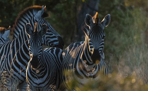 Zebras in Africa