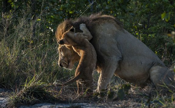 Lion and a Cub