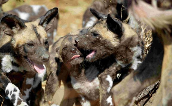 Wild Dog Pack