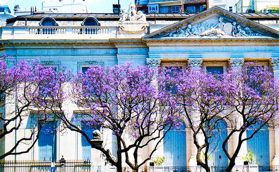 Blossom in Argentina