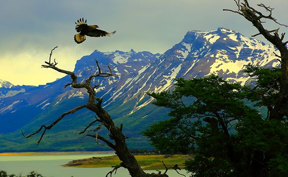 eagle at el calafate