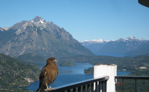 bird with mountains in the background