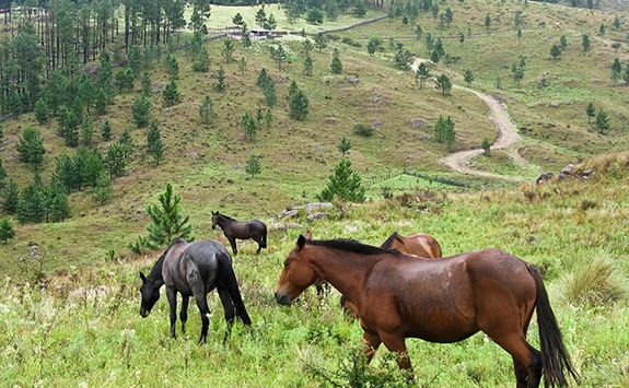 horses in pampas