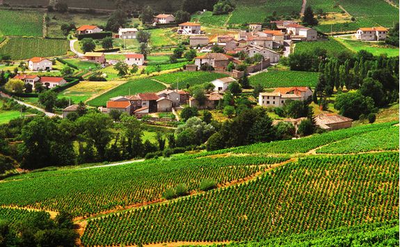 Beaujolais Vineyard