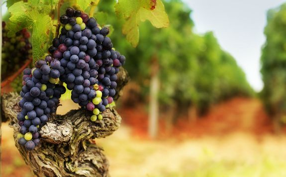 Grapes in a Vineyard