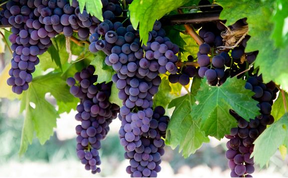 Grapes on a Vine