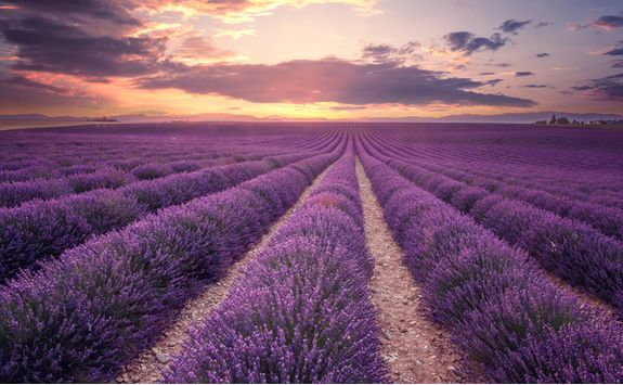 Lavender Field