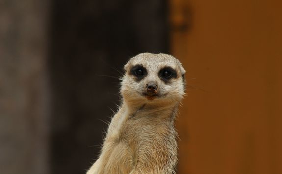Meerkat at Toronga Zoo