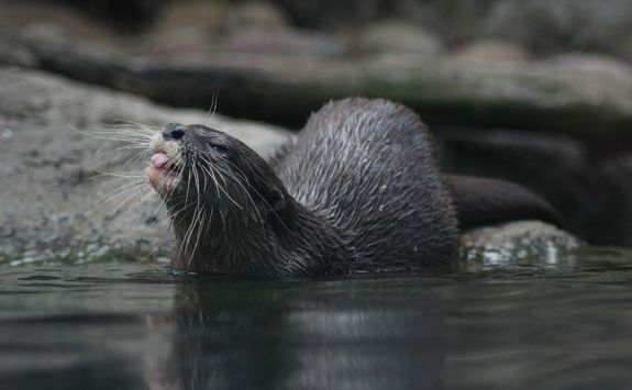 Otter Toronga Zoo