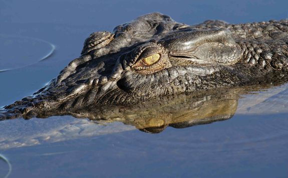 Close up crocodile