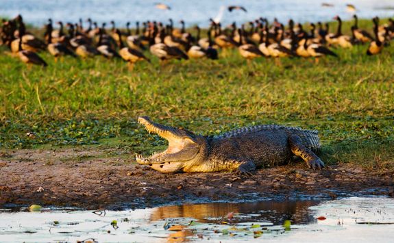 Saltwater crocodile