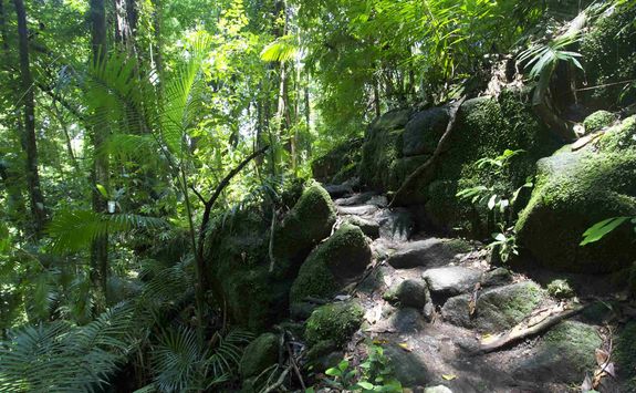 Daintree National Park