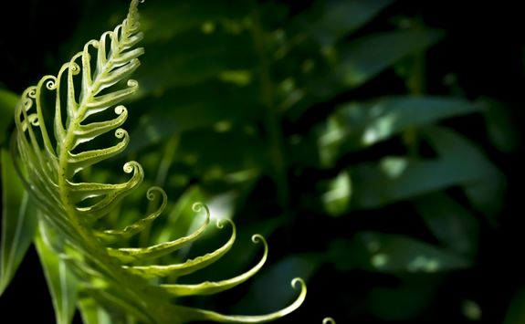 Rainforest fern