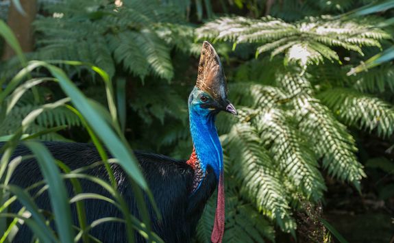 Southern Cassoway bird