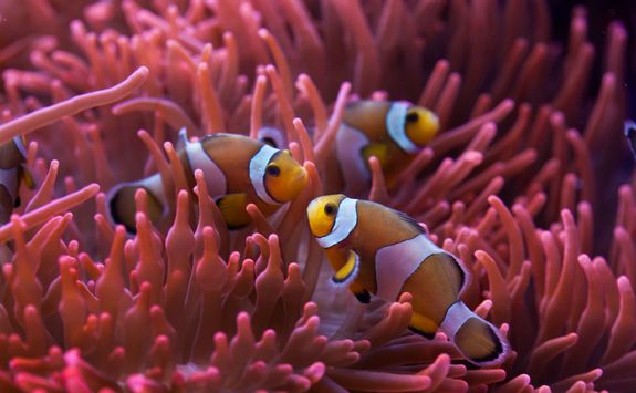 Clown fish in anemone