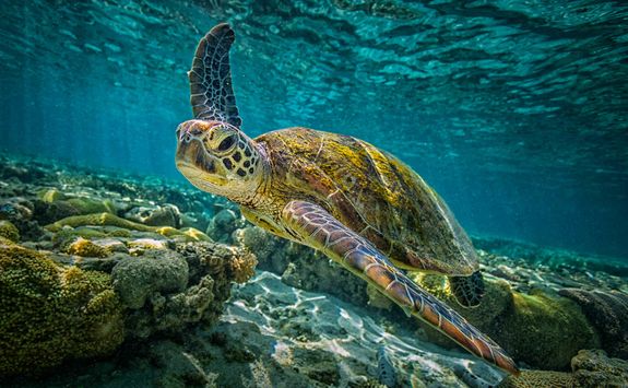 Green turtle