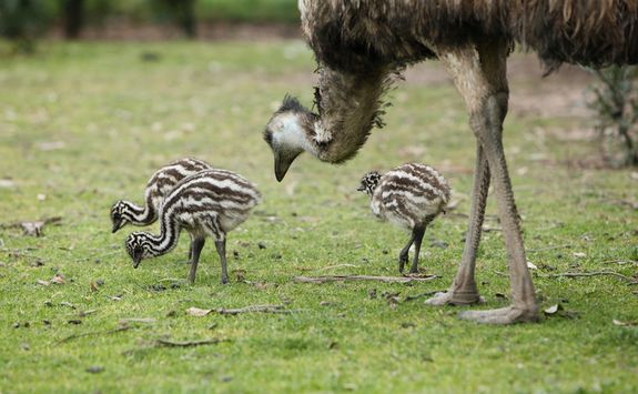 Emu and chicks