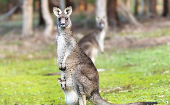 Kangaroo and Joey